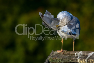 Seagull clear wings against natural green background.