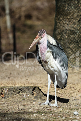 The Marabou Stork, Leptoptilos crumenifer is a large wading bird