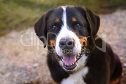 Portrait of a Swiss Mountain dog