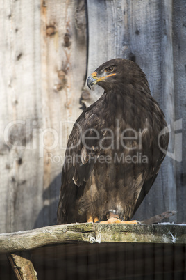 Steppe eagle (Aquila nipalensis) sitting on a tree trunk