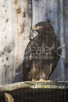 Steppe eagle (Aquila nipalensis) sitting on a tree trunk