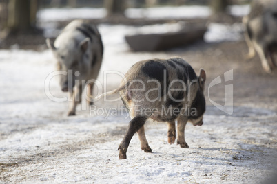 Bentheimer pigs in a park