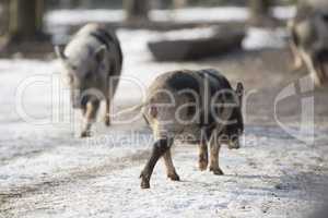 Bentheimer pigs in a park