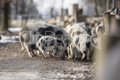 Bentheimer pigs in a park