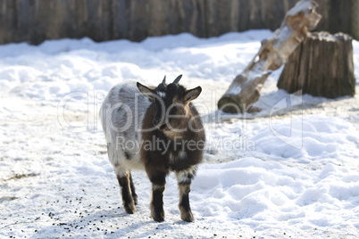 Pygmy goat in a park, wintertime