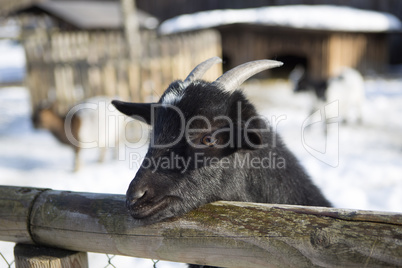 Pygmy goat in a park, wintertime