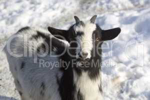 Pygmy goat in a park, wintertime