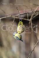 Bluetit bird on a chuck piston