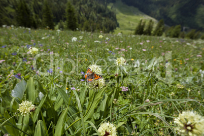 Butterfly on a flower in Bavarian mountains