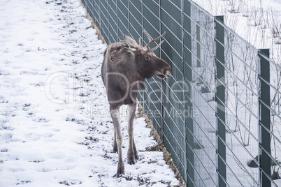 Young male elk in a park
