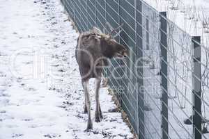 Young male elk in a park