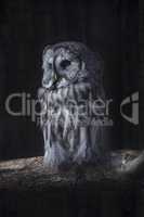 Great Gray Owl on a tree trunk