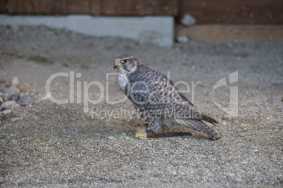 Peregrine falcon in sandy underground