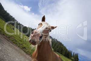Haflinger horse on the pasture in summertime