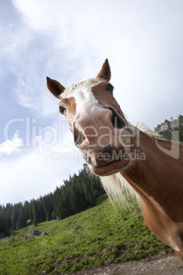 Haflinger horse on the pasture in summertime