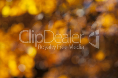 Blurry background of colorful leaves in autumn