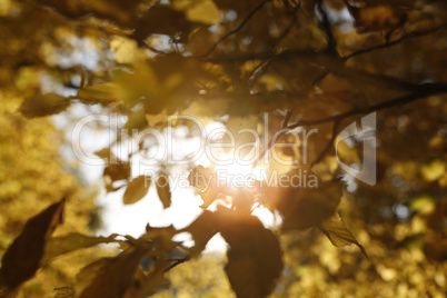 Blurry background of colorful leaves in autumn