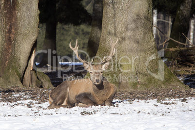 Red deer in a park, wintertime