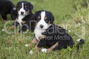 Swiss Appenzeller dog puppies sitting in the garden