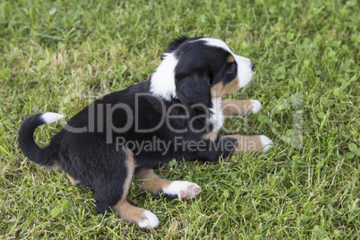 Swiss Appenzeller dog puppy sitting in the garden