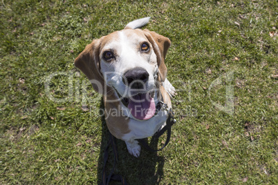 Beagle dog outdoors