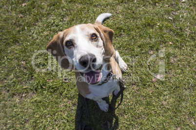 Beagle dog outdoors