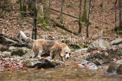 Beagle dog outdoors in the forest, autumn