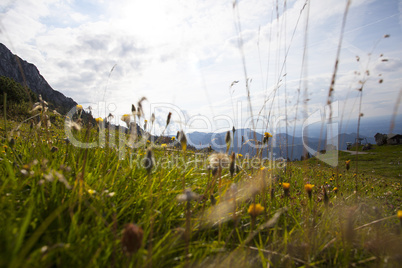Alpine meadow in Bavaria, Germany