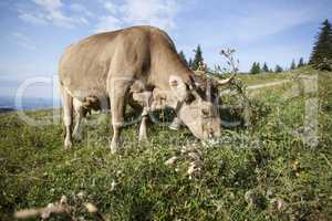 Dairy cow on the pasture in summertime