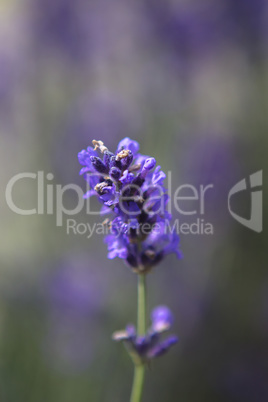 Purple lavender in a field