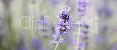 Panorama of purple lavender field