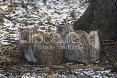 Two lynx in a deer park in wintertime