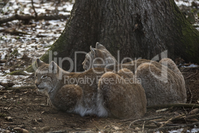 Two lynx in a deer park in wintertime