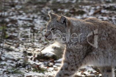 Lynx in a deer park in wintertime