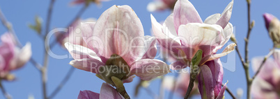 Panorama of magnolia tree in springtime