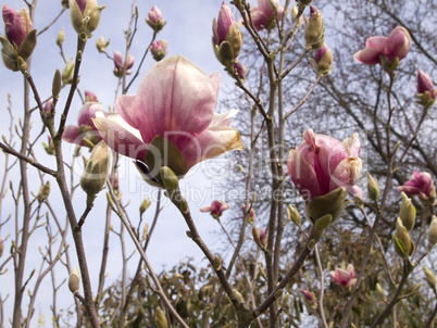 Magnolia tree in sunny springtime