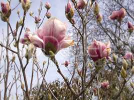 Magnolia tree in sunny springtime