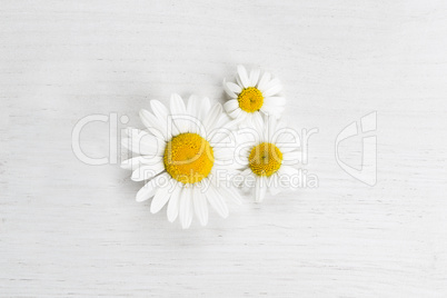 Marguerites on white background, spring concept