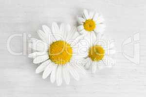 Marguerites on white background, spring concept
