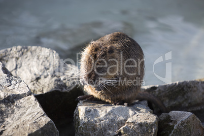 Portrait of a Nutria