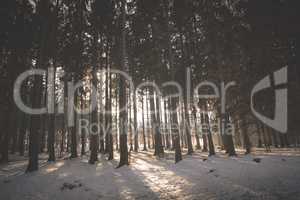 Snowy forest landscape in sunset light