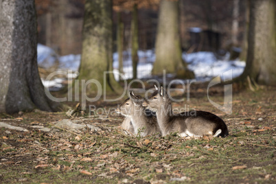 Two young roe deer in snowy forest