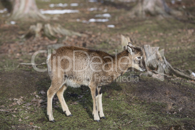 Portrait of a female moufflon in a park, wintertime