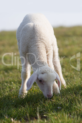 Young lamb on a meadow in springtime