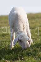Young lamb on a meadow in springtime