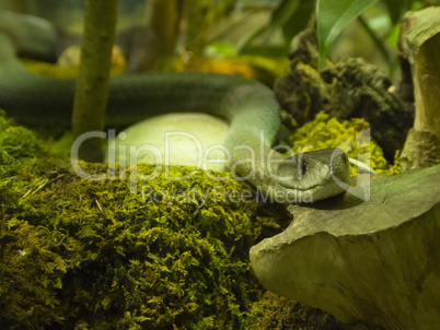 Green mamba snake