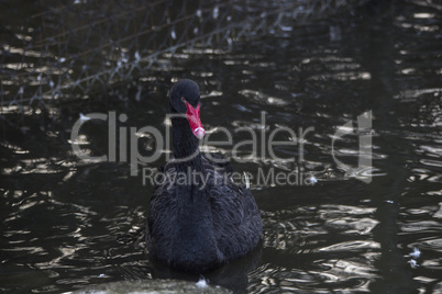 Black swan with red beak swims outside