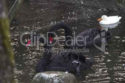 Two black swans with red beak swims outside
