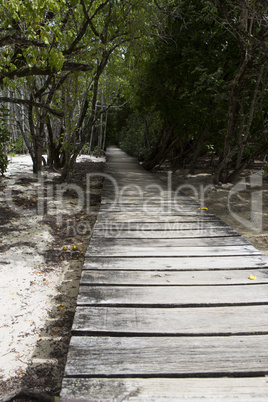 Wooden footbridge in the mangrove forest, Seychelles