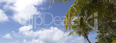 Tropical palm tree panorama, Seychelles